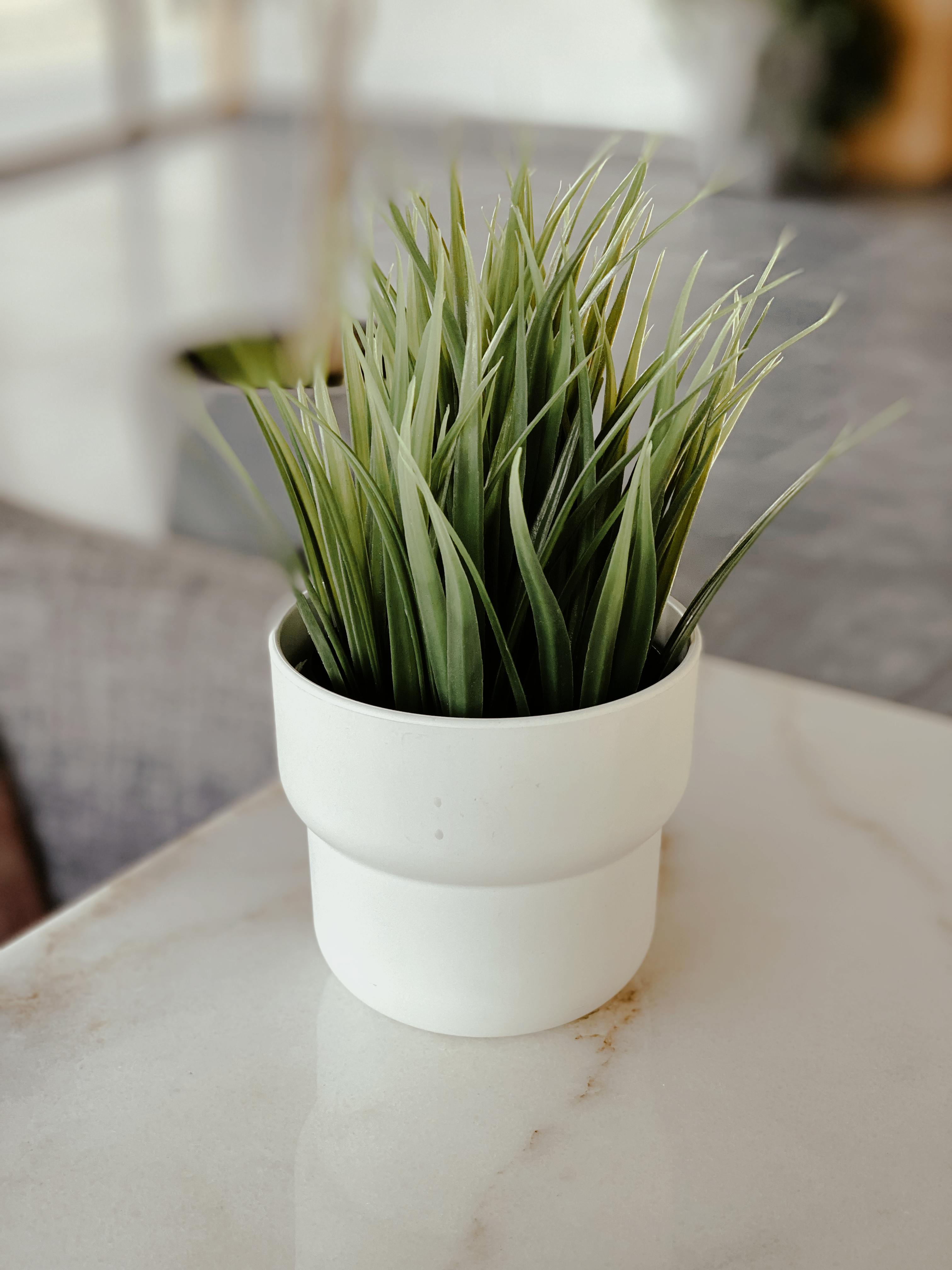 Green Plant With White Pot